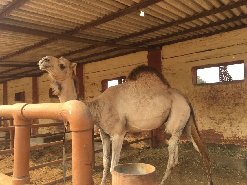 See Camel Centre, Rat Temple From Jodhpur With Bikaner Drop - Inclusions