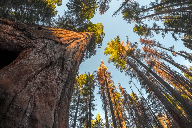 Sequoia & Kings Canyon National Park Self-Driving Audio Tour - Cancellation Policy