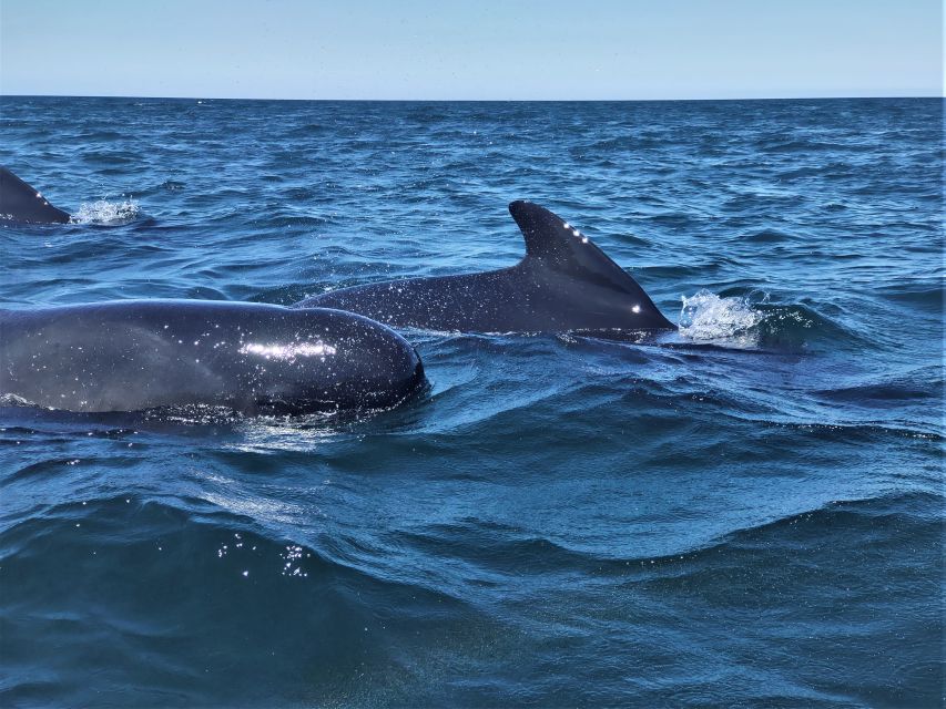 Sesimbra: Dolphin Watching Boat Tour With Biologist Guide - Exploration of Bays and Grottoes