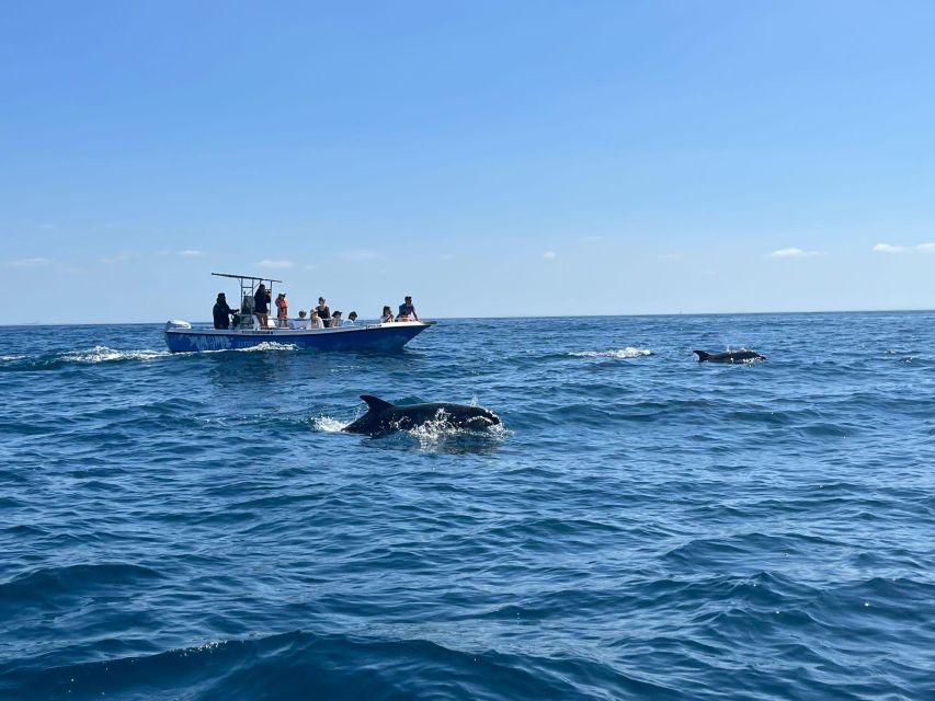 Sesimbra: Dolphin Watching Tour in Arrábida Natural Park - Experience Highlights