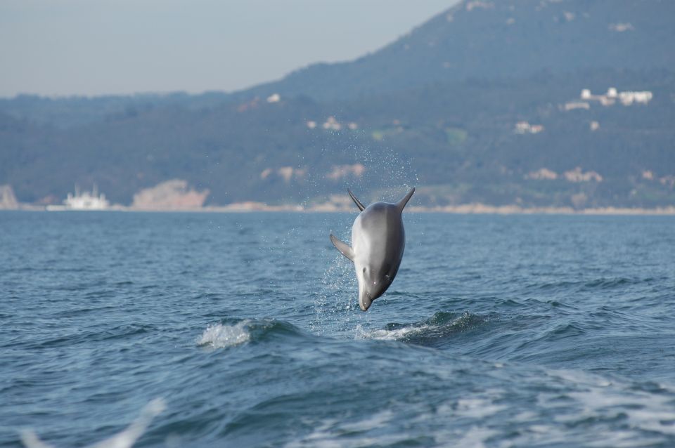Sesimbra: Eco-friendly Dolphin Watching Tour - Highlights
