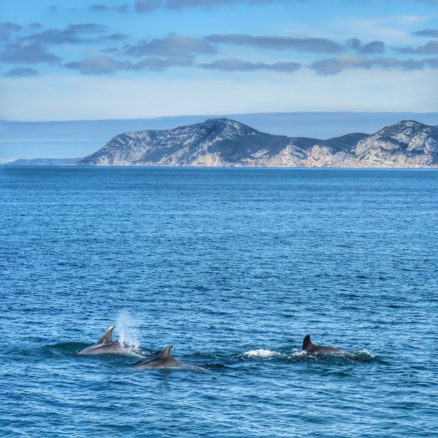 Setúbal: Dolphin Watching Tour - Logistics and Requirements