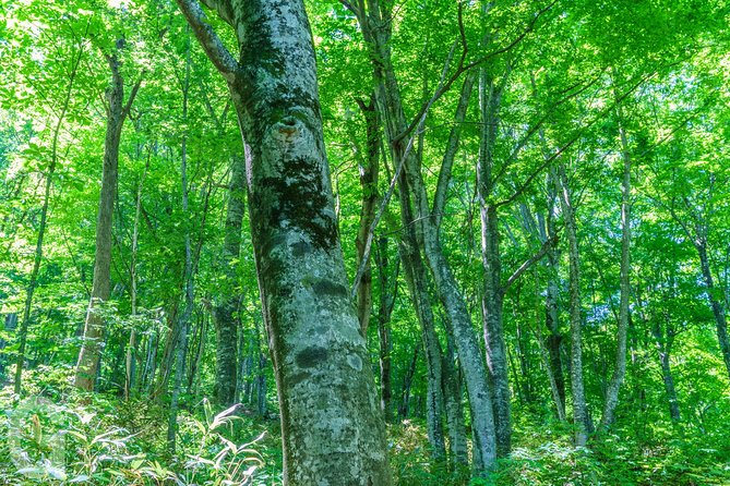 Shirakami-Sanchi: Private Day Hiking Tour - Aomori Prefecture