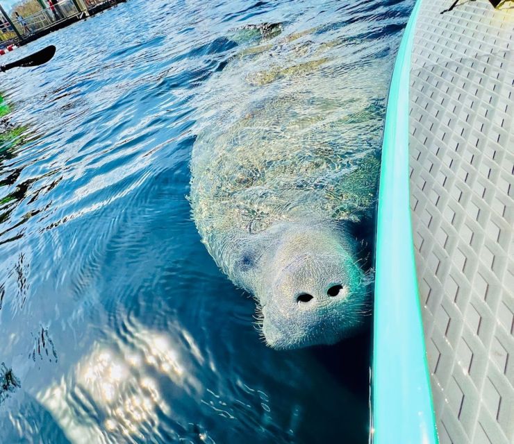 Silver Springs: Manatees and Monkeys Clear Kayak Guided Tour - Reservation Process and Payment Options