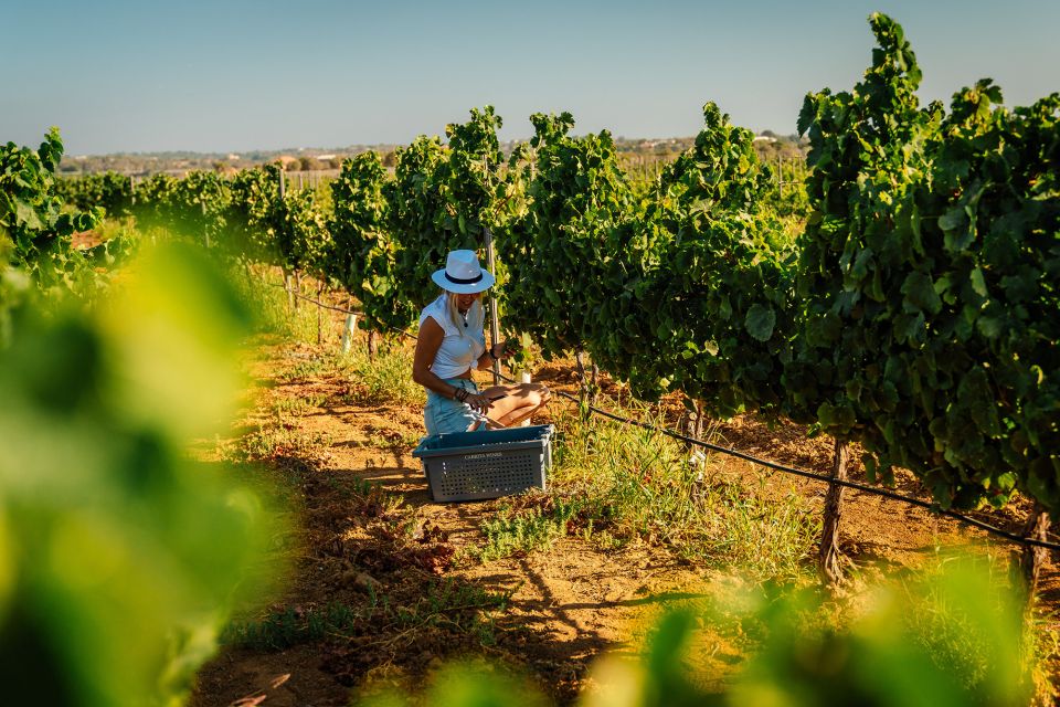 Silves: Algarve Vineyard Tour With Premium Wine Tasting - Tour Inclusions