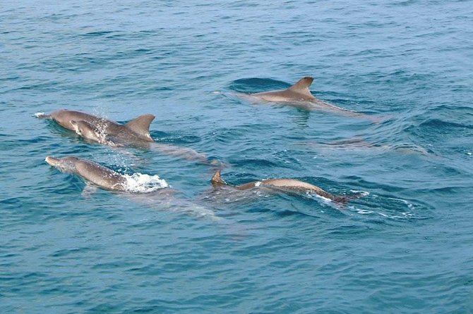 Similan Islands Snorkeling Tour By Speed Catamaran From Khao Lak - Pricing Details