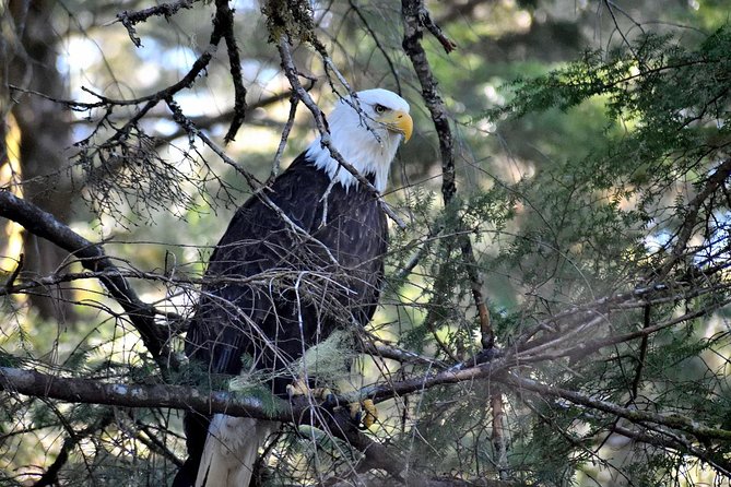 Simply Amazing Sitka Tour: Fortress of the Bear, Alaska Raptor, & Totems - Pricing and Booking Information