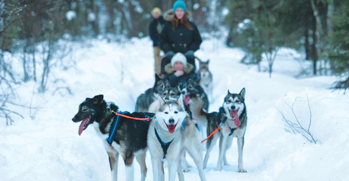 Sirkka: Husky Sled Ride in Levi - Review Summary