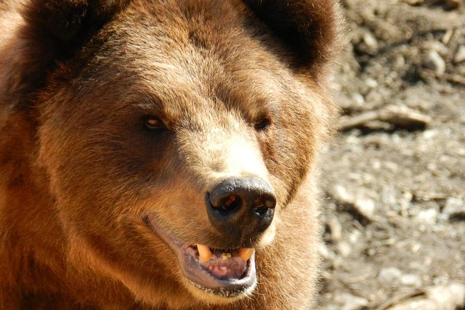 Sitka Premium Tour- Private- Alaska Raptor Center, Fortress of the Bears,Totems - Exploring Fortress of the Bears