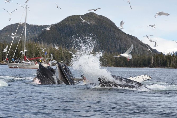Sitka Shore Excursion: Whale-Watching and Marine Life Tour - Inclusions and Amenities
