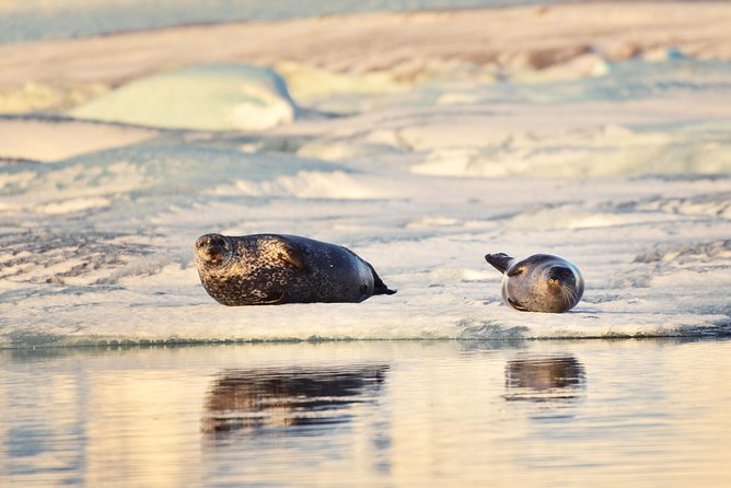 Small-Group Glacier Lagoon (Jokulsarlon) Day Trip From Reykjavík - Guide Experience Insights