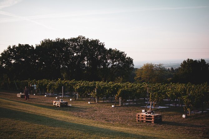 Small-Group Half-Day Wine Tour With Tasting in Dozza Village - Logistics