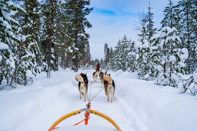 Small-Group Husky Mushing Experience in Rovaniemi - Traveler Feedback