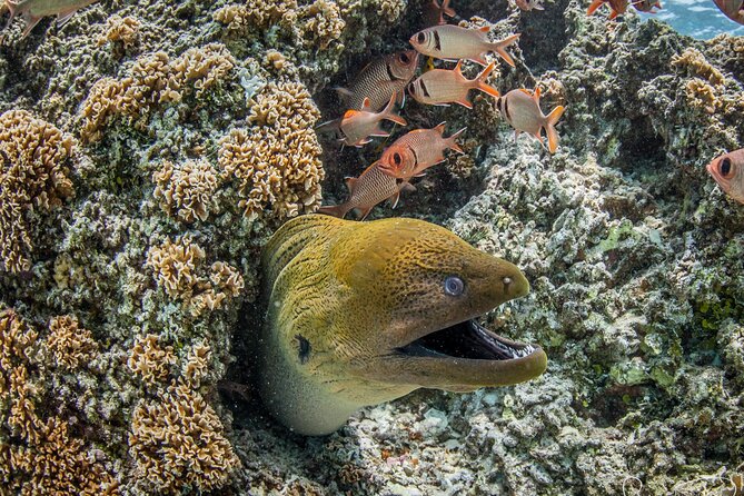 Small-Group Introductory Scuba Diving Experience in Bora Bora - Common questions