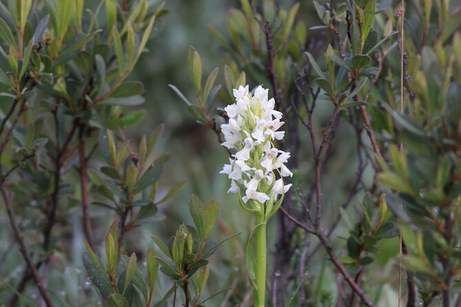 Small-Group New Forest Discovery Walk From Lyndhurst - Cancellation Policy