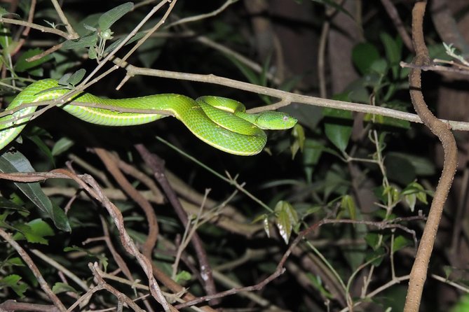 Small-Group Night Tour to See Nocturnal Animals, Monteverde  - Puntarenas - Booking Information