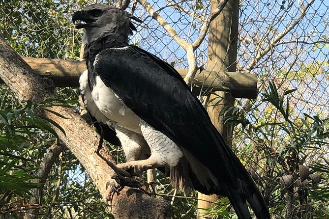 Small Group Tour to the Aviary From Cartagena - Guided Tour Details