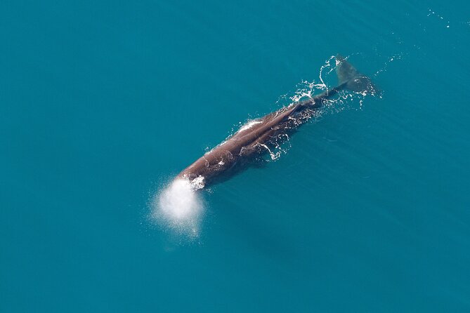 Small-Group Whale-Watching Flight: Kaikoura From Christchurch - Details on Whale Watching Experience