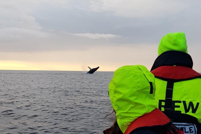 Small-Group Whale Watching in the Midnight Sun From Reykjavík - Participant Requirements