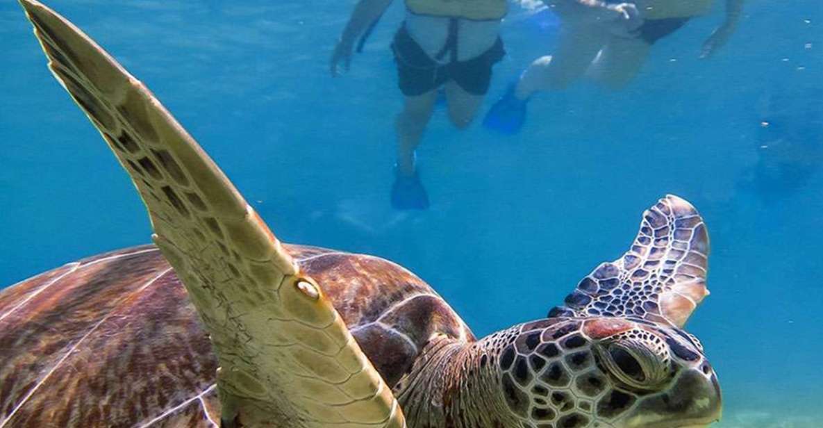 Snorkel Discovery - Turtles & Cenotes - Marine Life Discovery