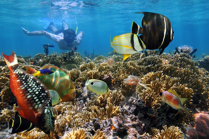 Snorkel Gears Near Hanauma Bay - Reviews and Recommendations