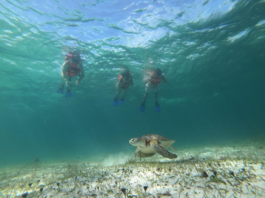 Snorkel Tour: Searching for Turtles at Mahahual Reef Lagoon - Customer Reviews
