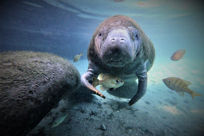 Snorkel Tour With the Manatee on Kings Bay, Crystal River - Expectations and Requirements