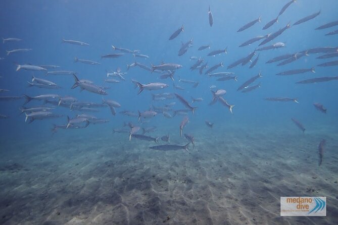 Snorkeling Excursion In South Tenerife - 3,5 Hours - Hassle-Free Tour Details