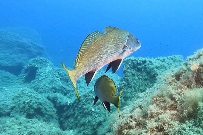 Snorkeling in the Marine Protected Area of Capo Carbonara - Weather Conditions and Cancellations