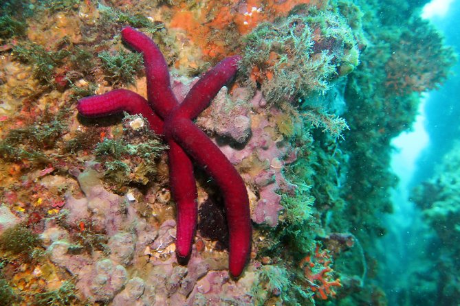 Snorkeling Tour Around the Isola Bella Nature Reserve - Snorkeling Equipment Provided