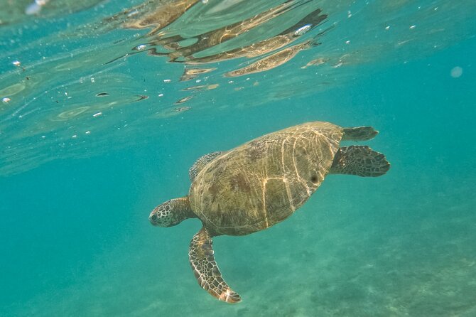 Snorkeling Turtles in Mirissa - Reviews and Customer Support