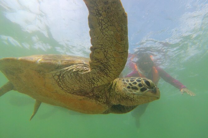 Snorkeling With Sea Turtles in Mirissa (Pickup and Drop Included) - Pickup and Drop-Off Details