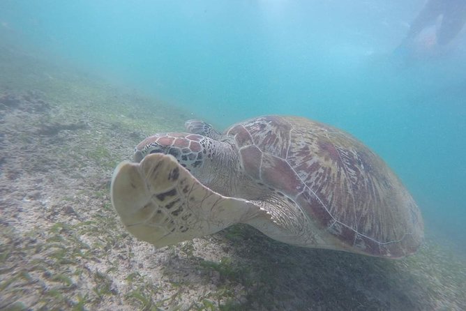 Snorkeling With Turtles in Mirissa - Traveler Feedback