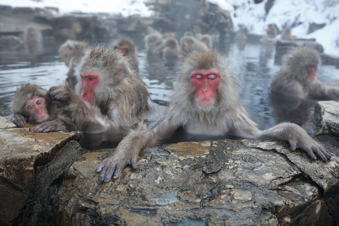 Snow Monkey Park & Miso Production Day Tour From Nagano - Tour Requirements