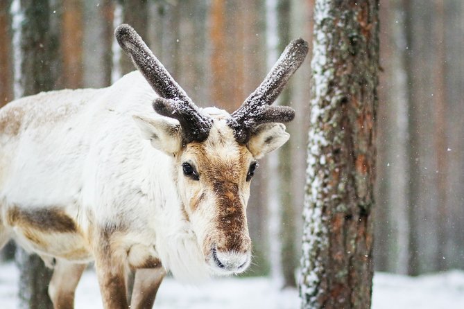 Snowshoe Trip in the Forest - Cancellation Policy