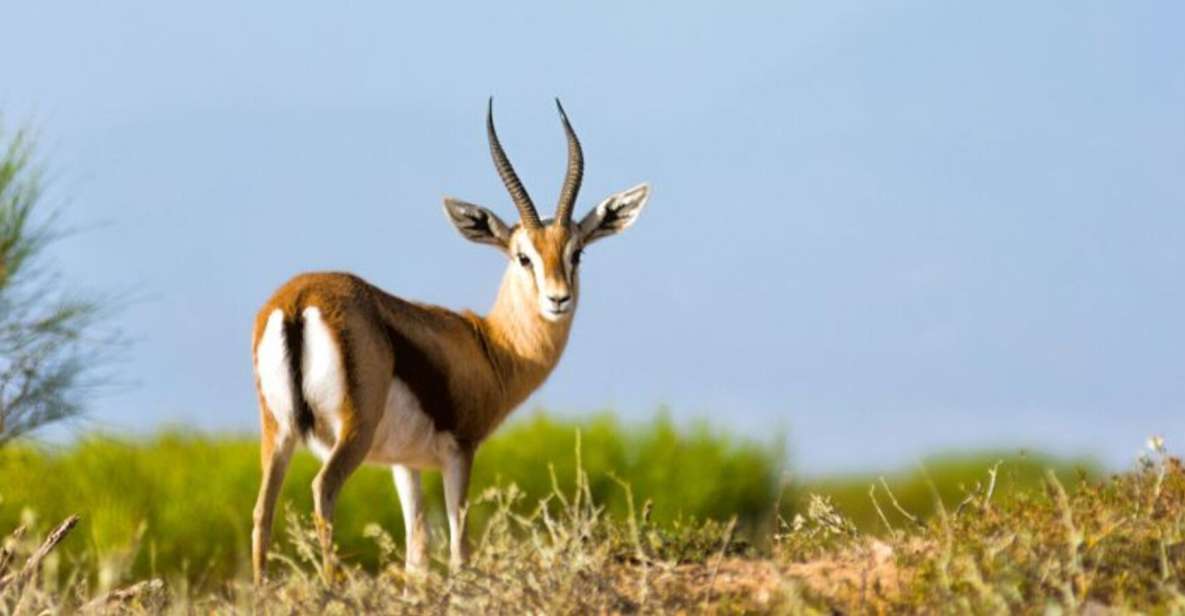 Souss-Massa National Park, Chtouka Aït Baha - Book Tickets & Tours - Booking Information