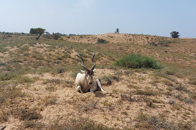 Souss Massa National Park Half Day Trip From Agadir - Traveler Experiences