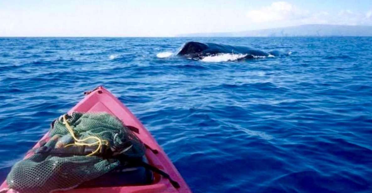 South Maui: Whale Watch Kayaking And Snorkel Tour In Kihei