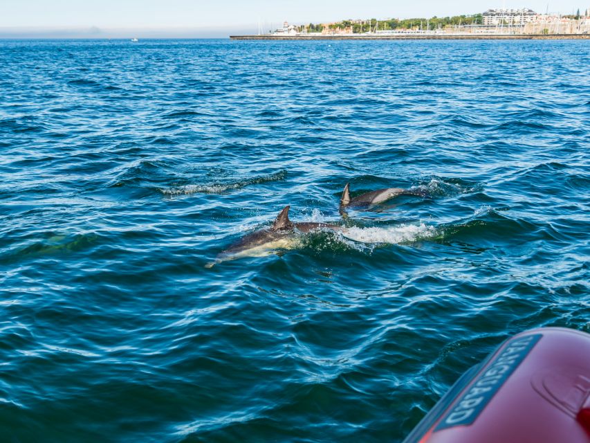 South Route: Dolphin Watching - Starting Location Information