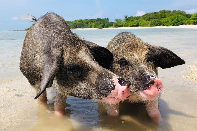 Southern Samui Island Hopping by Speedboat From Bophut  - Koh Samui - Hygiene Concerns Addressed