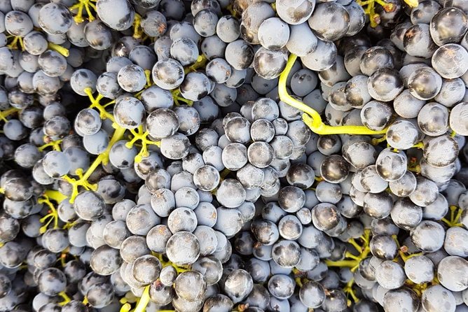 Spain Private Wine Tour to Ronda From the Costa Del Sol  - Marbella - Traveler Resources