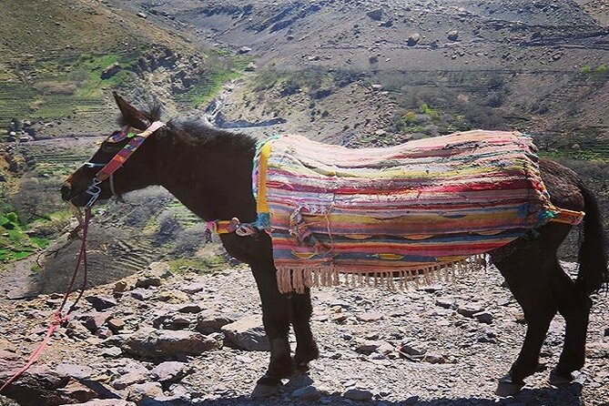 Special Excursion & Lunch at Kasbah Du Toubkal INCLUDING Mule Ride and Hammam - Transparent Pricing and Inclusions