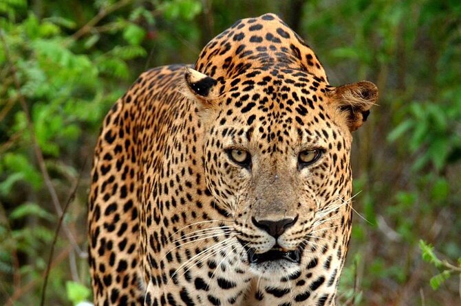 Special Leopard Safari Tour In Yala National Park By Malith & The Team