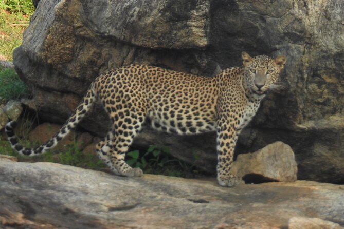 Special Leopards Safari - Yala National Park - 04.30 Am to 11.30 Am - Reviews and Recommendations