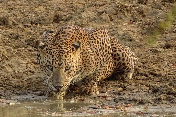 Special Leopards Safari Yala National Park - 04.30 Am to 11.30 Am - Pickup and Logistics Information