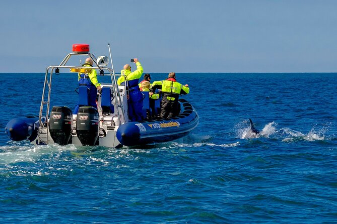 Speedboat Whale Watching Small-Group Tour in Reykjavik - Recommendations