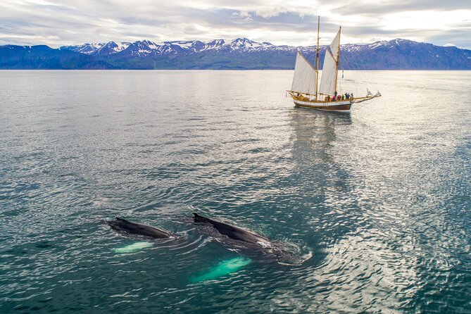 Studying Whales and Wildlife Experience in Skjalfandi Bay - Logistics