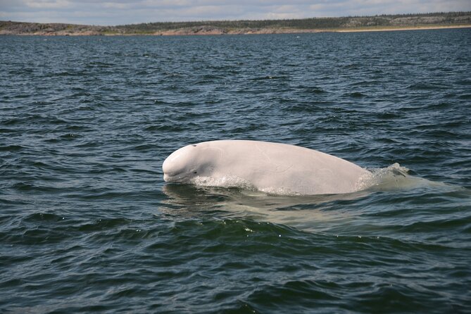 Subarctic Discovery: Churchill Beluga Whales - Expert Wildlife Guided Tours