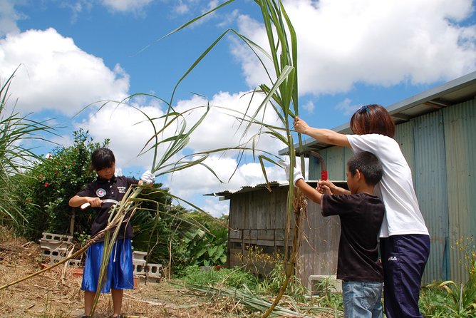 Sugarcane Cutting Experience With Okinawas Grandfather - Guidance on Sugarcane Harvesting