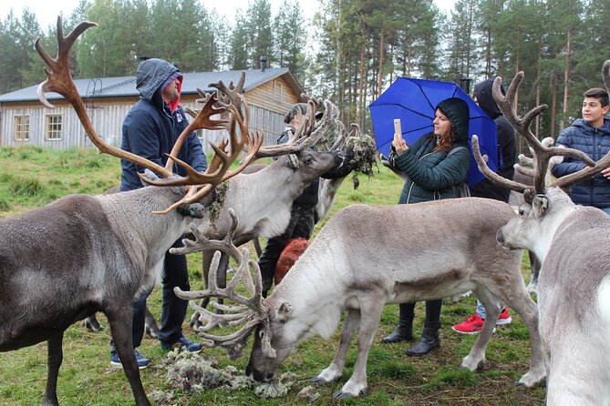 Summer Traditional Reindeer Farm Tour in Rovaniemi - Important Reminders